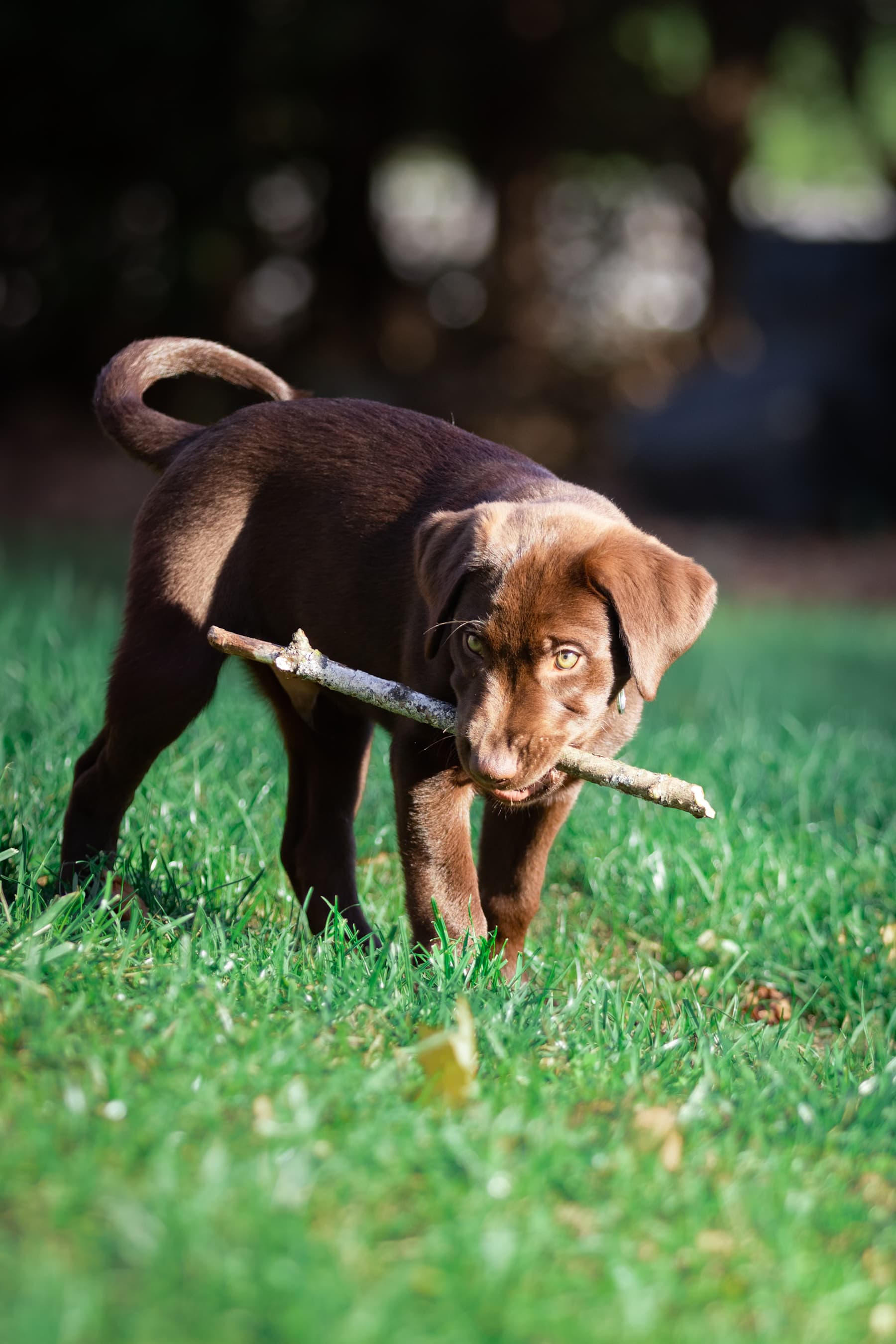 Chocolate lab puppy carrying a stick across the lawn