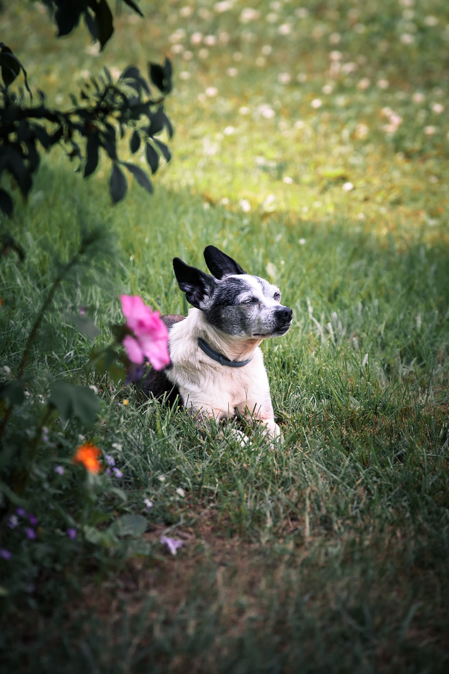 Small senior dog resting in a garden beside a pink rose