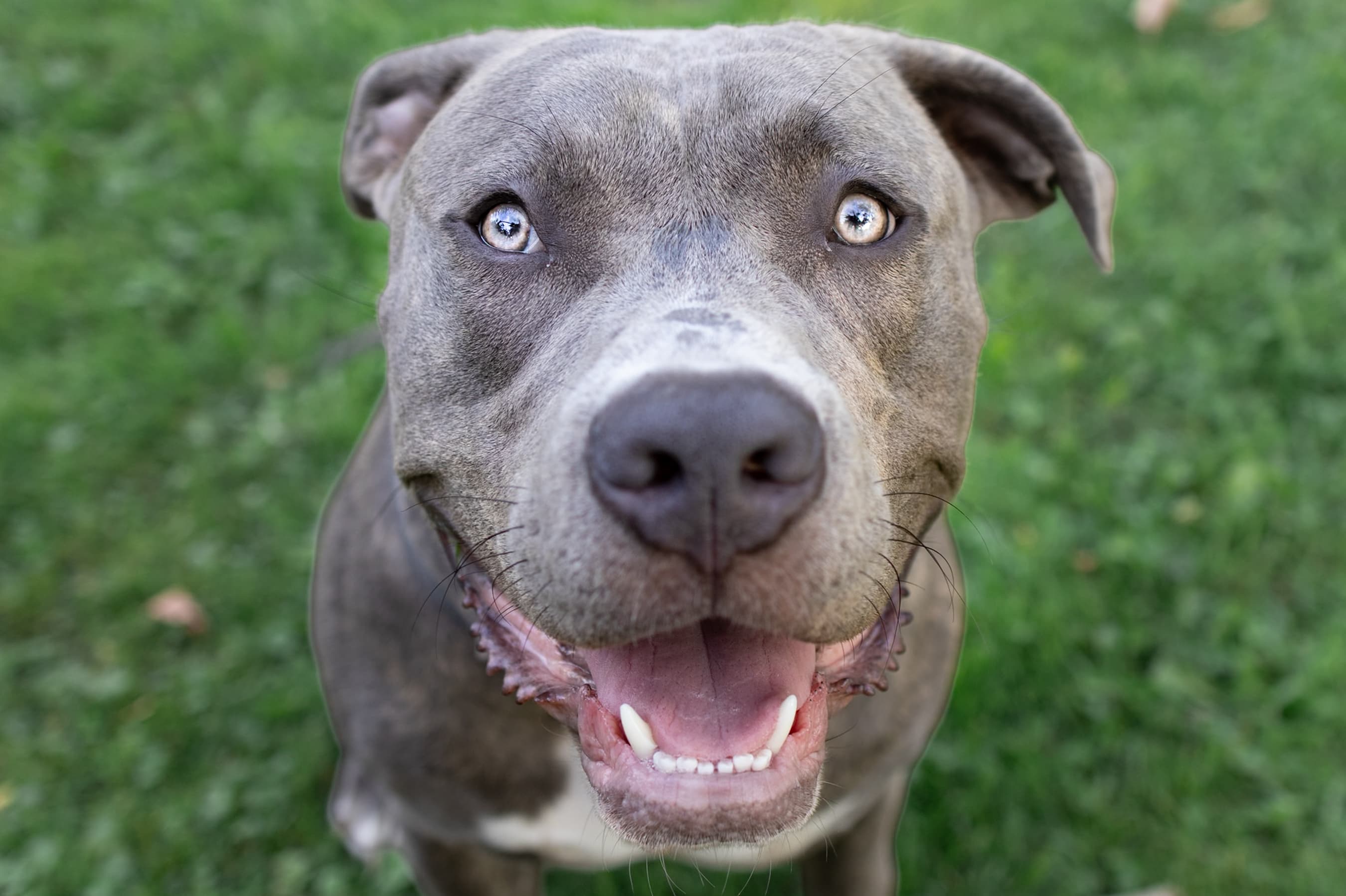 Close-up of a grinning blue pit bull in the grass