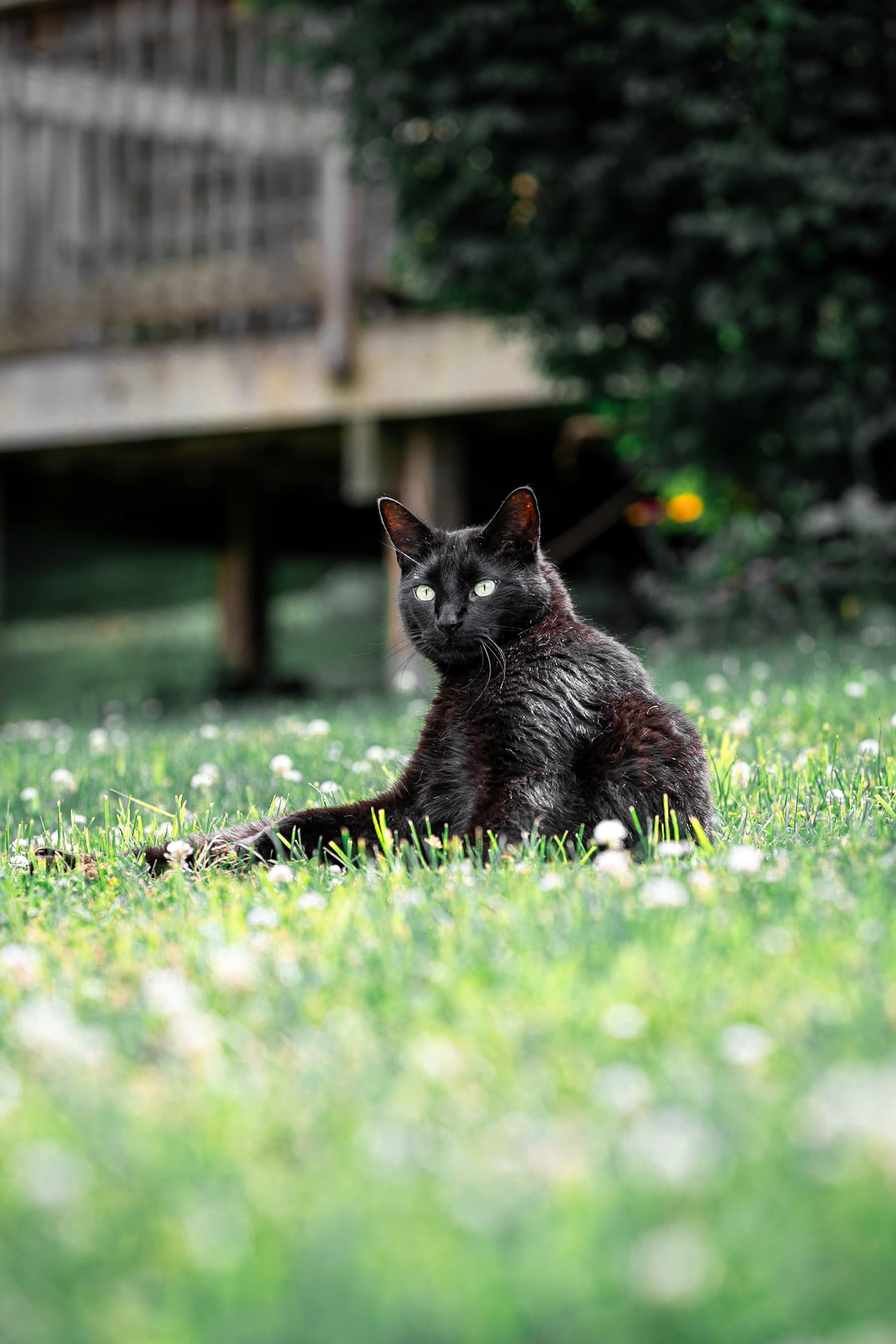 Black cat sitting in a sunlit yard looking over its shoulder