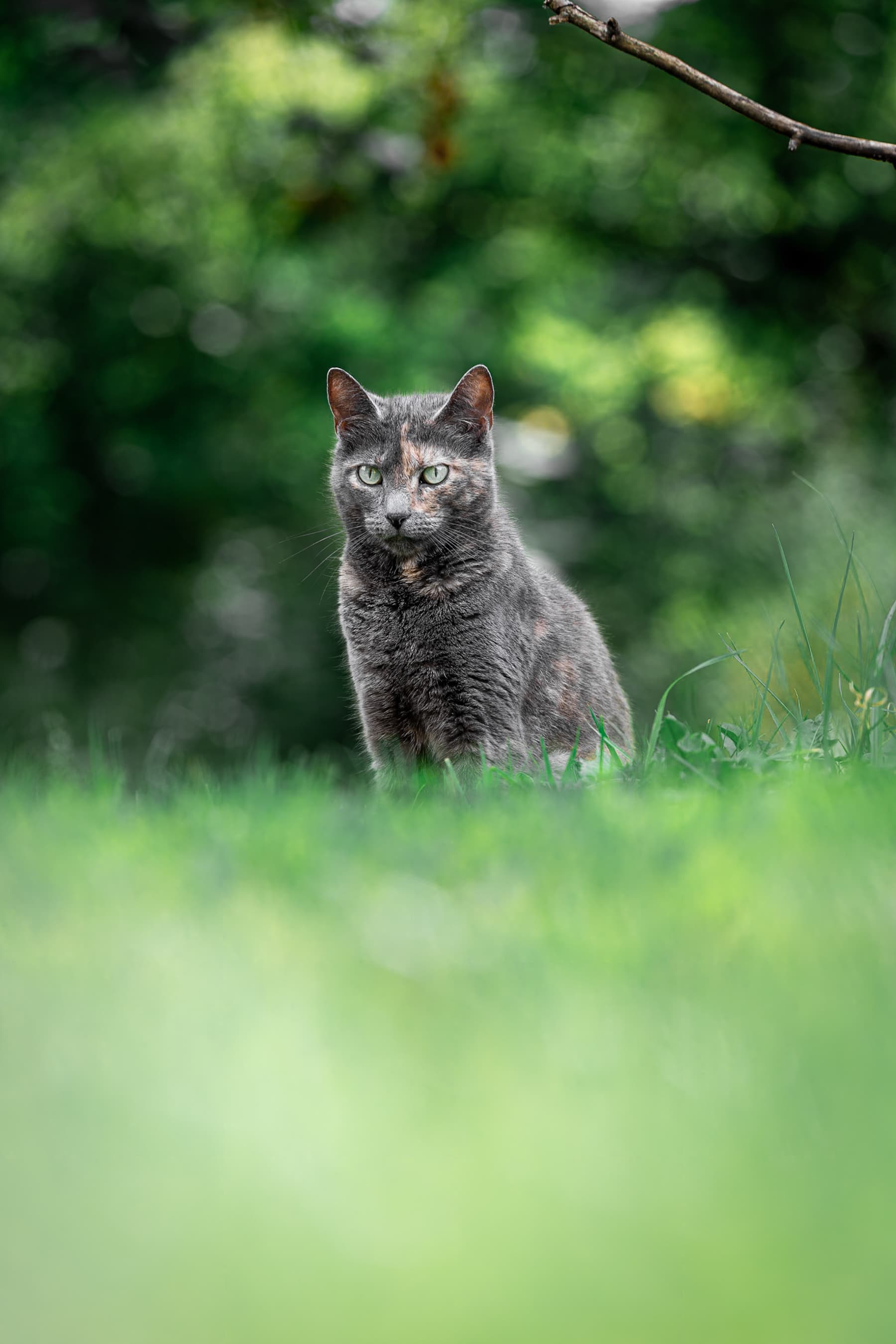 Grey tortoiseshell cat sitting in tall grass