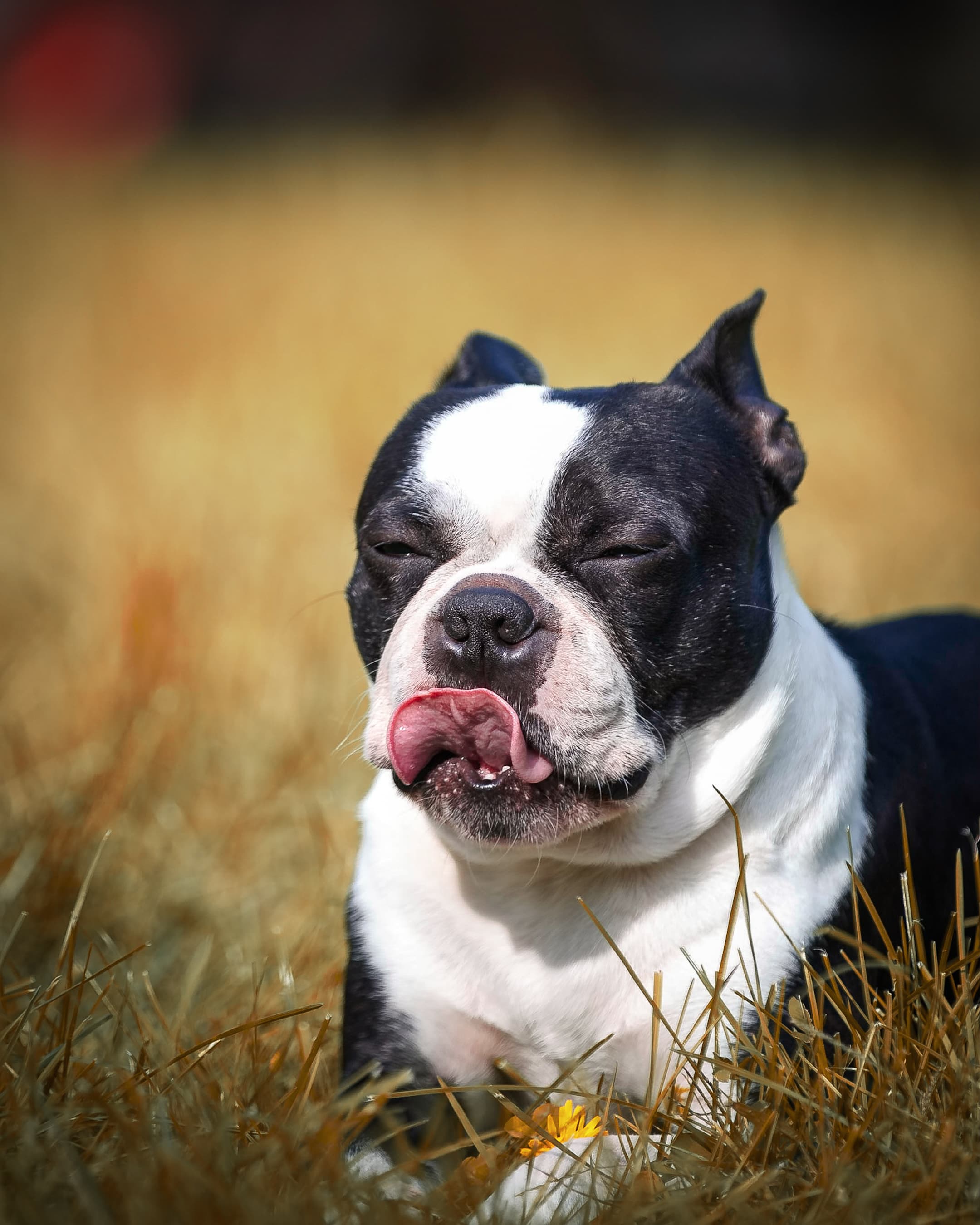 Boston terrier licking its nose in a golden field