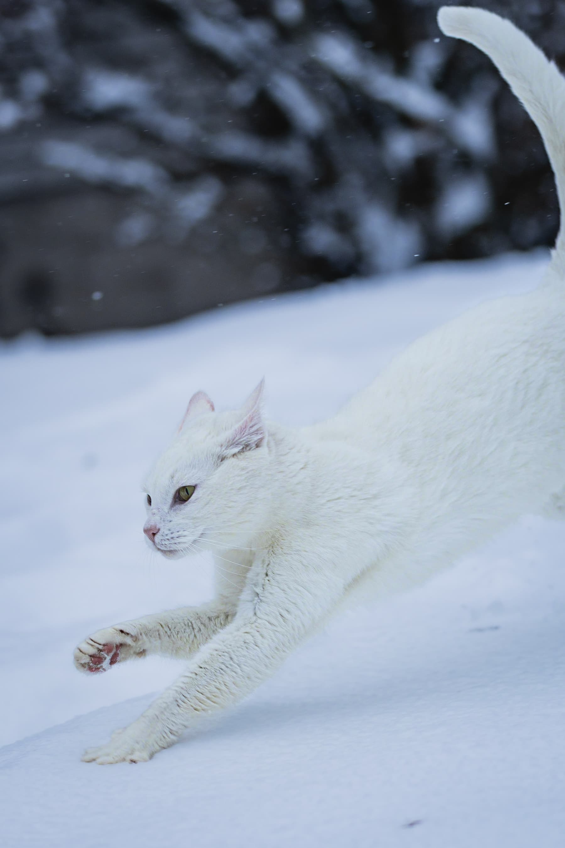 Cat blending into its surroundings