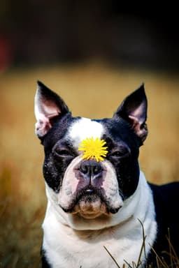 A chilling and nice looking dog