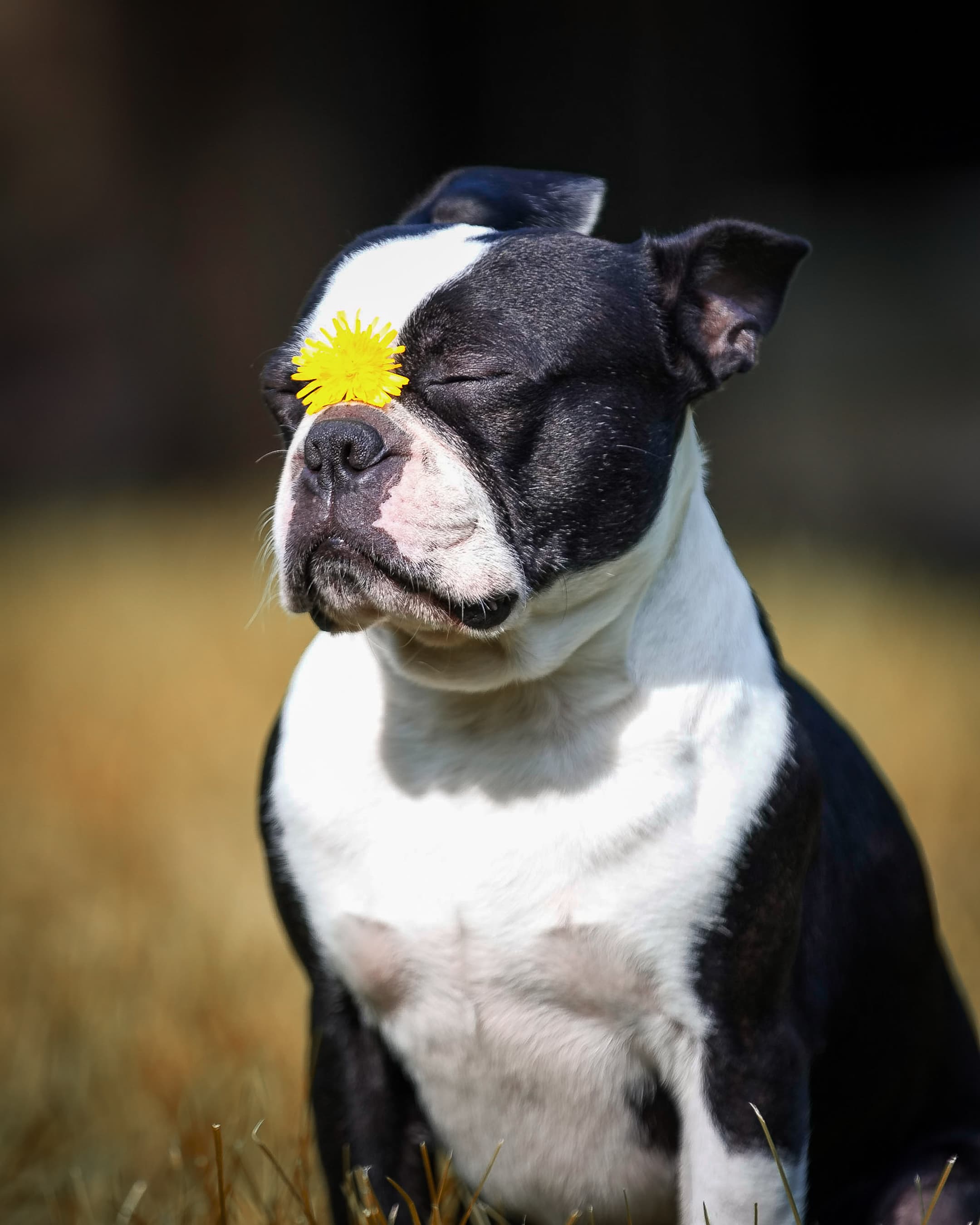Boston terrier with a dandelion balanced on its nose